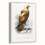 Romanticism Art: Eastern Imperial Eagle Illustration