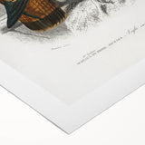 Romanticism Art: Eastern Imperial Eagle Illustration