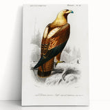 Romanticism Art: Eastern Imperial Eagle Illustration