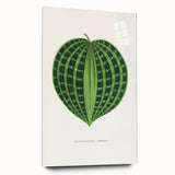 Romanticism Art: Dichorisandra Undata Botanical Illustration