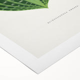 Romanticism Art: Dichorisandra Undata Botanical Illustration