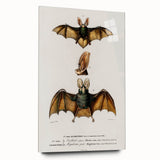 Romanticism Art: Plecotus Bat Scientific Illustration