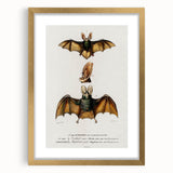 Romanticism Art: Plecotus Bat Scientific Illustration