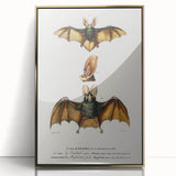 Romanticism Art: Plecotus Bat Scientific Illustration