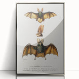 Romanticism Art: Plecotus Bat Scientific Illustration