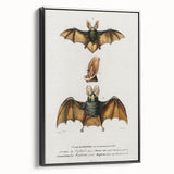 Romanticism Art: Plecotus Bat Scientific Illustration