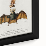 Romanticism Art: Plecotus Bat Scientific Illustration