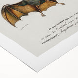 Romanticism Art: Plecotus Bat Scientific Illustration
