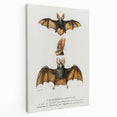 Romanticism Art: Plecotus Bat Scientific Illustration