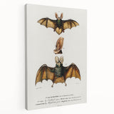 Romanticism Art: Plecotus Bat Scientific Illustration