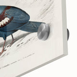 Romanticism Art: Crowned Pigeon (Goura) Illustration