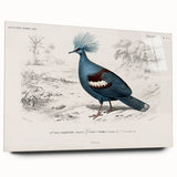 Romanticism Art: Crowned Pigeon (Goura) Illustration