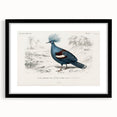Romanticism Art: Crowned Pigeon (Goura) Illustration