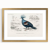 Romanticism Art: Crowned Pigeon (Goura) Illustration