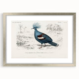 Romanticism Art: Crowned Pigeon (Goura) Illustration