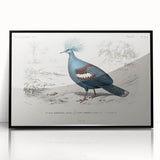 Romanticism Art: Crowned Pigeon (Goura) Illustration