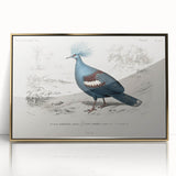 Romanticism Art: Crowned Pigeon (Goura) Illustration