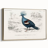 Romanticism Art: Crowned Pigeon (Goura) Illustration