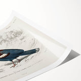 Romanticism Art: Crowned Pigeon (Goura) Illustration