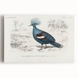 Romanticism Art: Crowned Pigeon (Goura) Illustration