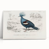 Romanticism Art: Crowned Pigeon (Goura) Illustration