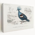 Romanticism Art: Crowned Pigeon (Goura) Illustration