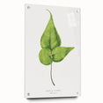 Detailed Realism Art Print - Adiantum Wilsoni Fern Botanical Illustration