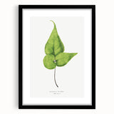 Detailed Realism Art Print - Adiantum Wilsoni Fern Botanical Illustration