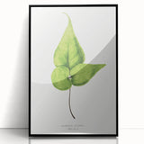 Detailed Realism Art Print - Adiantum Wilsoni Fern Botanical Illustration