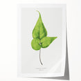 Detailed Realism Art Print - Adiantum Wilsoni Fern Botanical Illustration