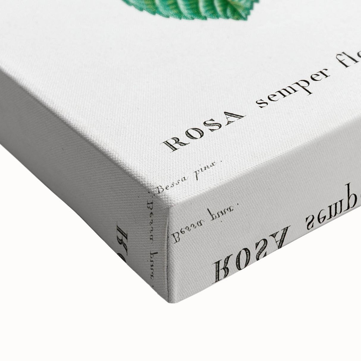 Neoclassical Art Print: Ever-blowing Rose by Redouté - Botanical Wall Art