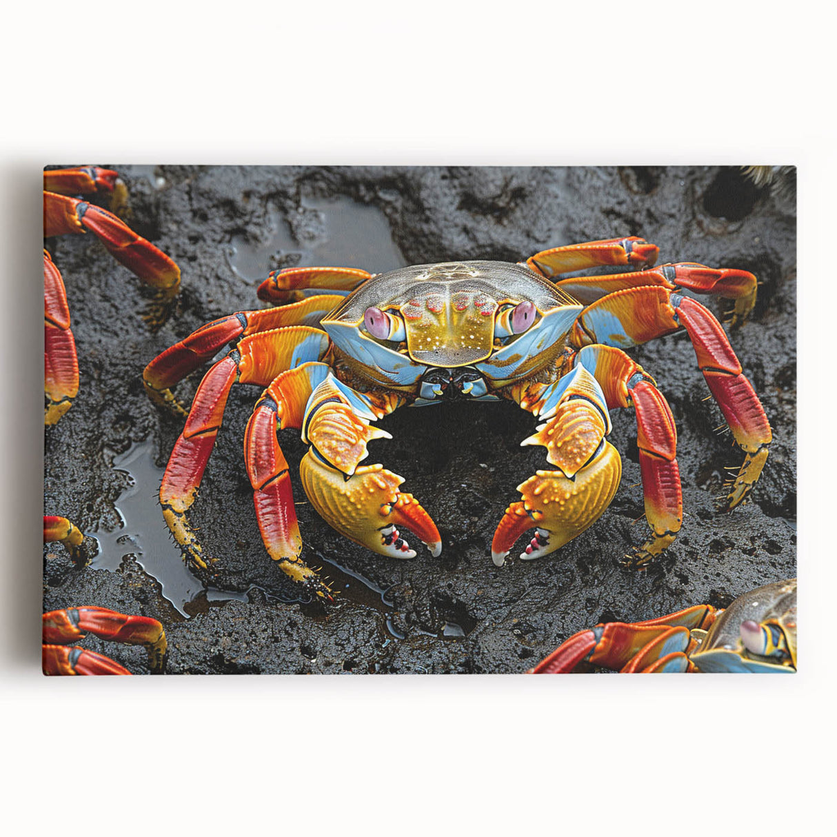Black and white stretched canvas of Galapagos scenery, ideal for kitchen wall art.