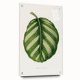 Romanticism Art - Green Maranta Fasciata Leaf Illustration