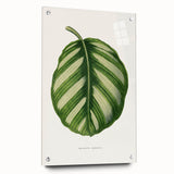 Romanticism Art - Green Maranta Fasciata Leaf Illustration