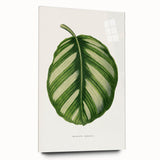 Romanticism Art - Green Maranta Fasciata Leaf Illustration