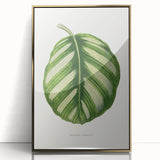 Romanticism Art - Green Maranta Fasciata Leaf Illustration