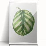 Romanticism Art - Green Maranta Fasciata Leaf Illustration