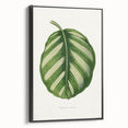 Romanticism Art - Green Maranta Fasciata Leaf Illustration