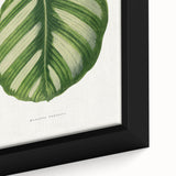 Romanticism Art - Green Maranta Fasciata Leaf Illustration