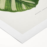 Romanticism Art - Green Maranta Fasciata Leaf Illustration