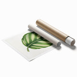 Romanticism Art - Green Maranta Fasciata Leaf Illustration