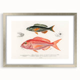 Romanticism Art - Illustrated Fishes by Charles Dessalines d'Orbigny