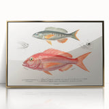 Romanticism Art - Illustrated Fishes by Charles Dessalines d'Orbigny