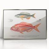 Romanticism Art - Illustrated Fishes by Charles Dessalines d'Orbigny