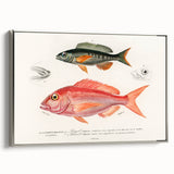 Romanticism Art - Illustrated Fishes by Charles Dessalines d'Orbigny
