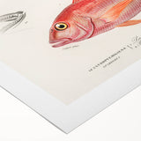 Romanticism Art - Illustrated Fishes by Charles Dessalines d'Orbigny