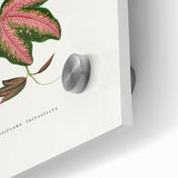 Romanticism Art - Passiflora Trifasciata Leaf Illustration