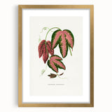 Romanticism Art - Passiflora Trifasciata Leaf Illustration