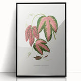 Romanticism Art - Passiflora Trifasciata Leaf Illustration