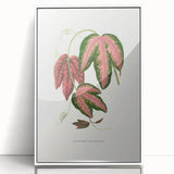 Romanticism Art - Passiflora Trifasciata Leaf Illustration